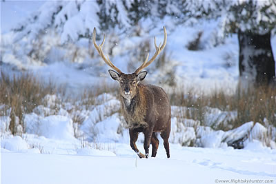 Stags In Snow Telephoto Images & Winter Lightning - January 29th 2015